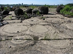 fossil stromatolites